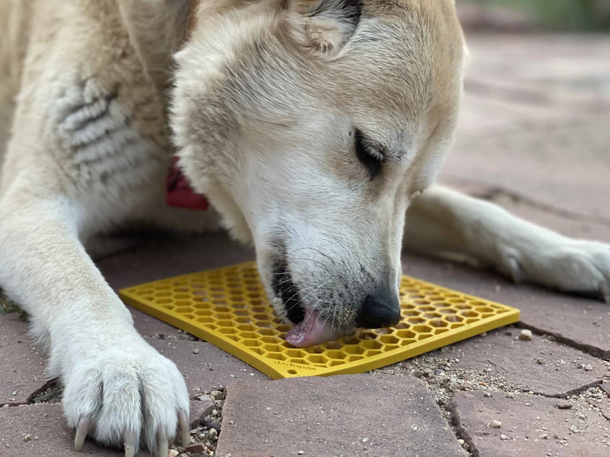 SP Enrichment Lick Mat - Honey