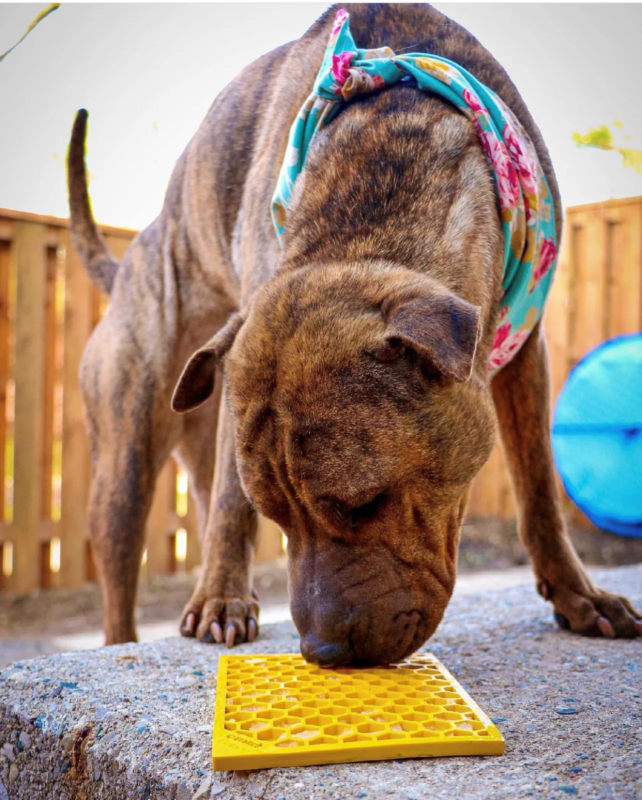 SP Enrichment Lick Mat - Honey