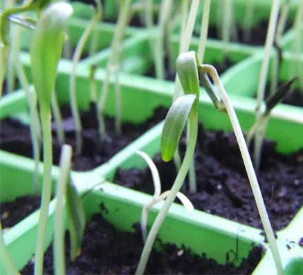 Super Gro-Mat® Heated Seedling Mat